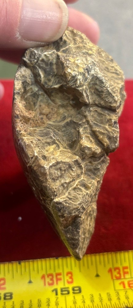 Petrified Coral End Polished