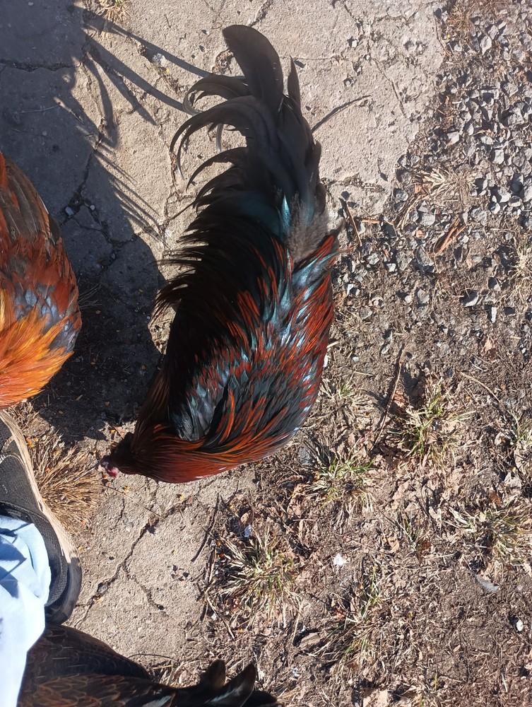 6+ Fertile Hatching Eggs