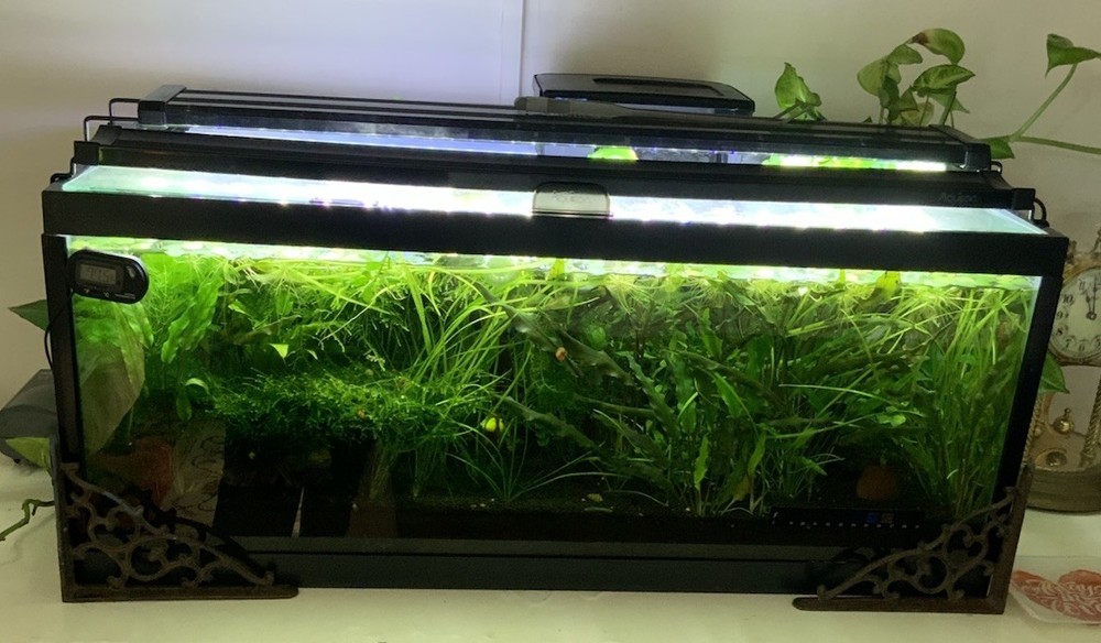 Frog Bit Floaters Live Floating Plants