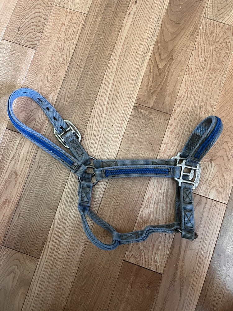 Blue Horse Halter With Blue Piping