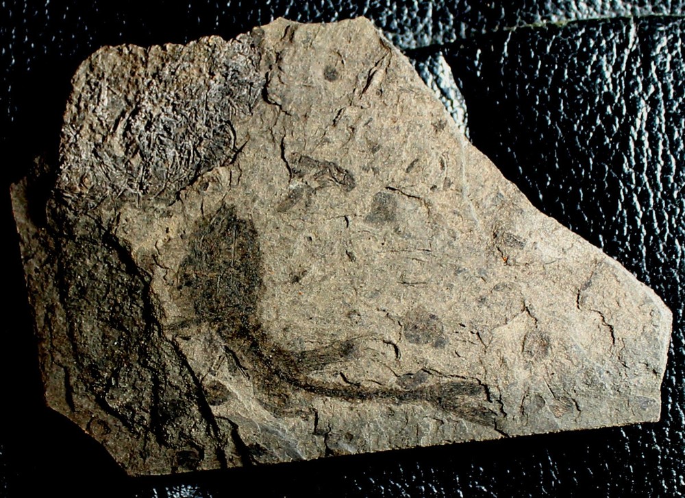 Oligocene  fossil fish
