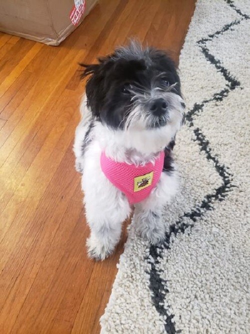 No Pull Dog Harness Adjustable Reflective Breathable No Choke Puppy Harness