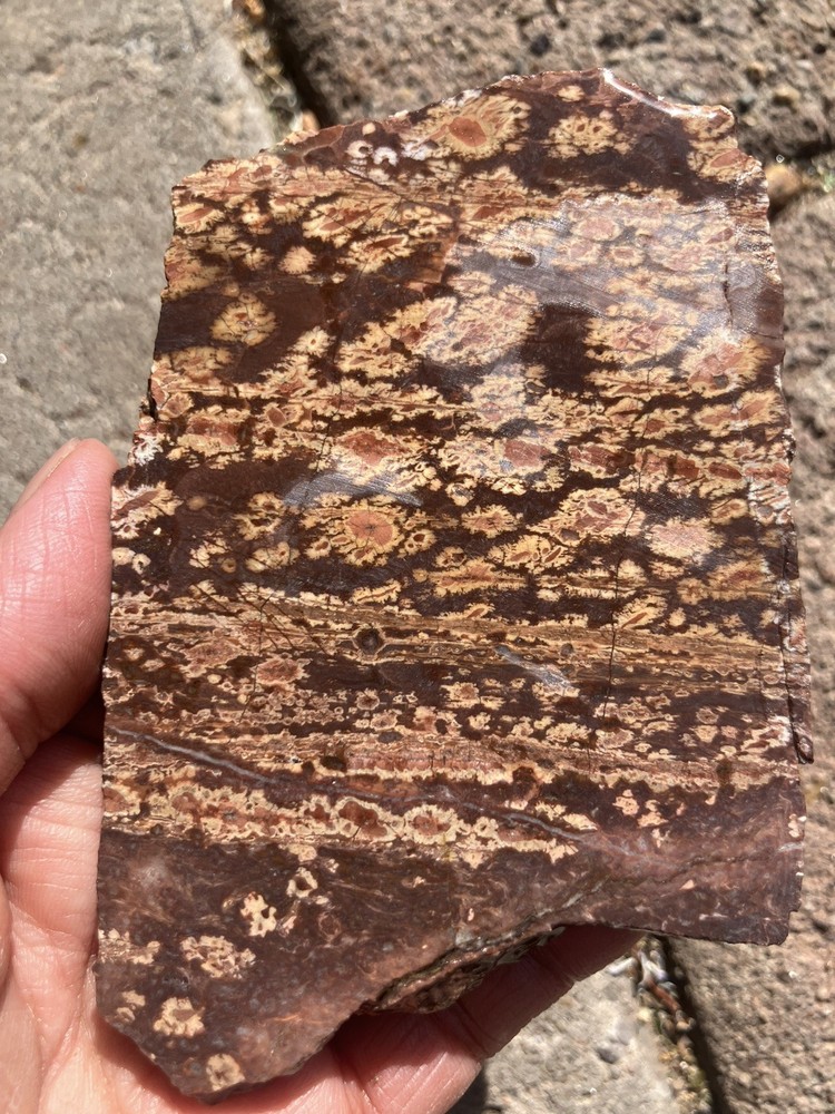 Bird’s Eye Rhyolite Slab