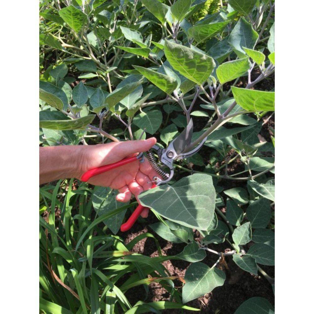 1 In. Stainless Steel Short Curved Snips