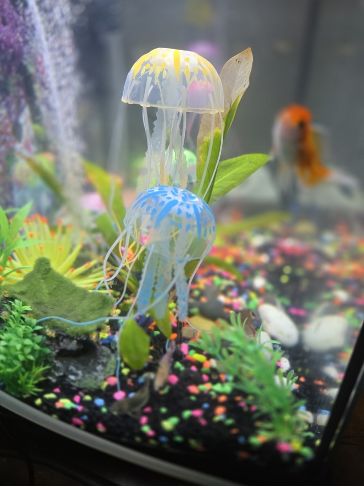 20-Gallon Complete Aquarium Setup (With Fish)