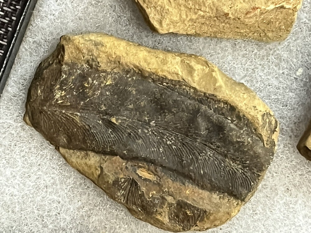 Beautiful plant fossil collection