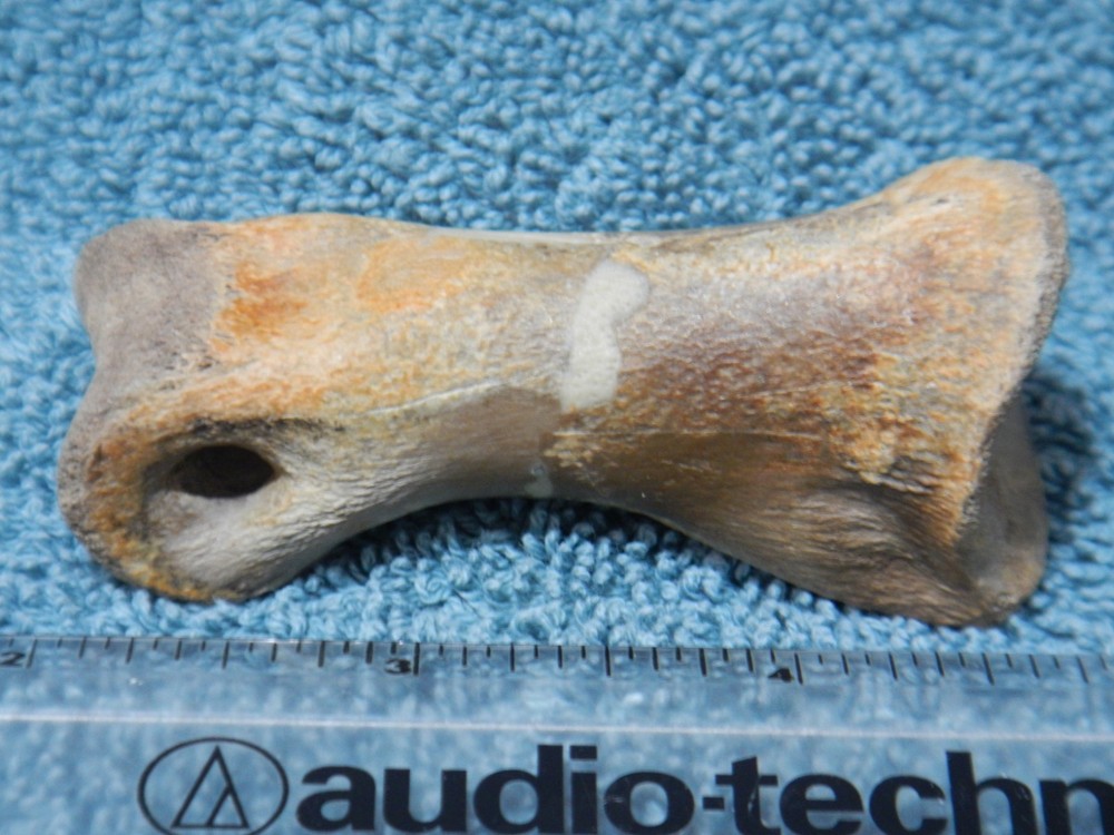 Fossil Toe Bone Struthiomimus Hell Creek Formation