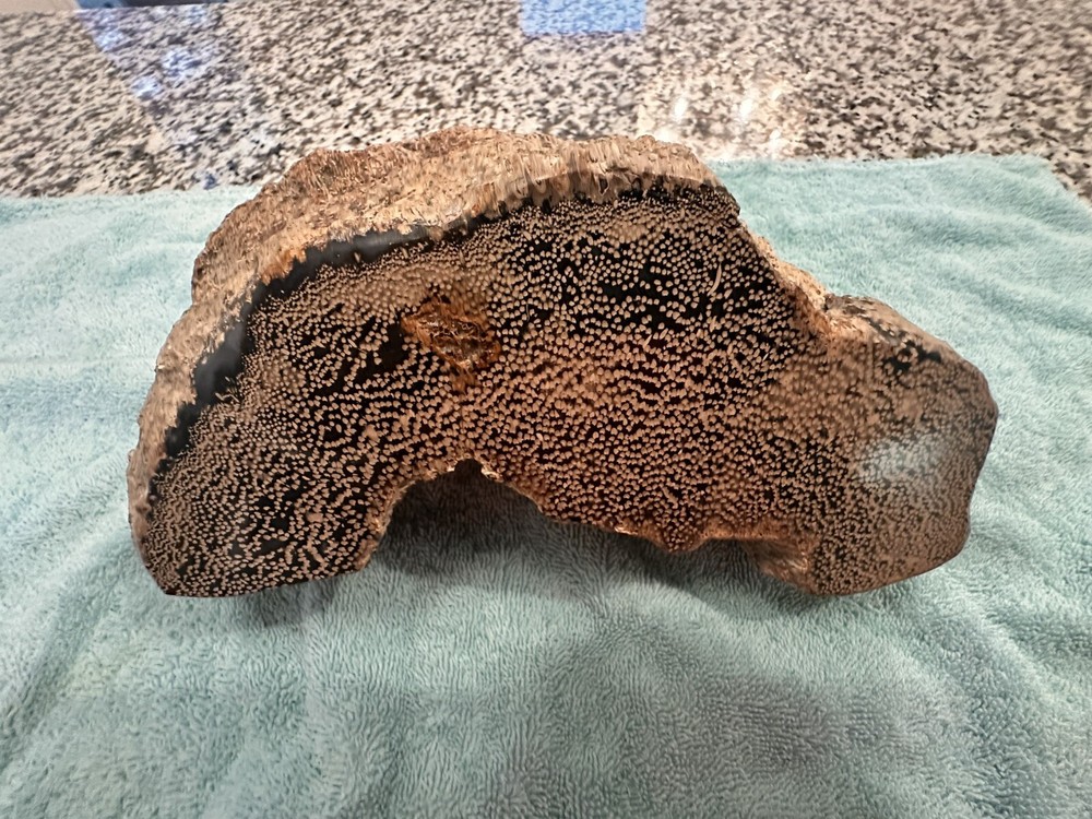 Petrified Palm Wood 2.7kg / 6lbs