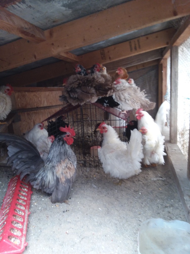10+ Fertile Serama Chicken Hatching Eggs