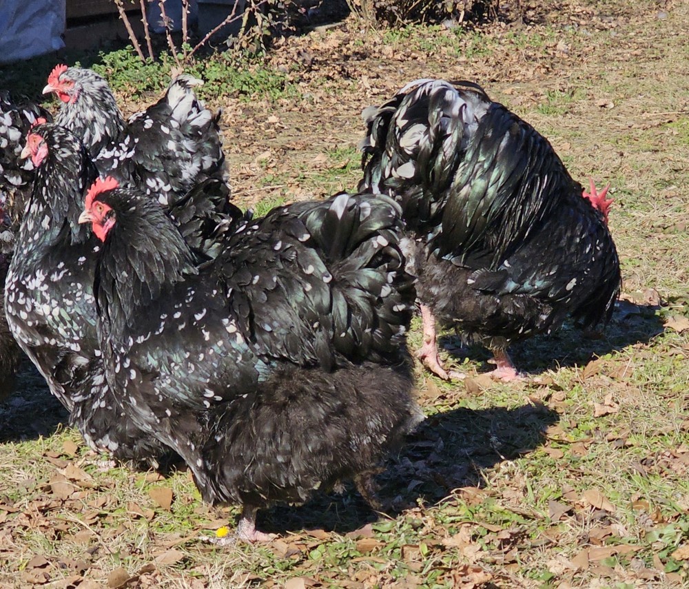 8+ English Mottled Orpington Hatching Eggs