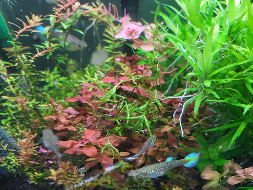 Aquatic Plant Pack 10 Varaties