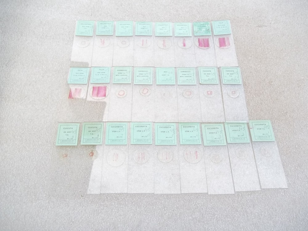 Vintage Glass Microscope Slides -