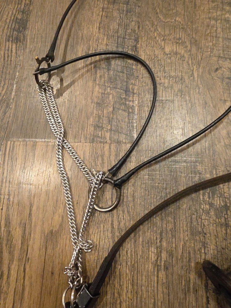 arabian horse show halter