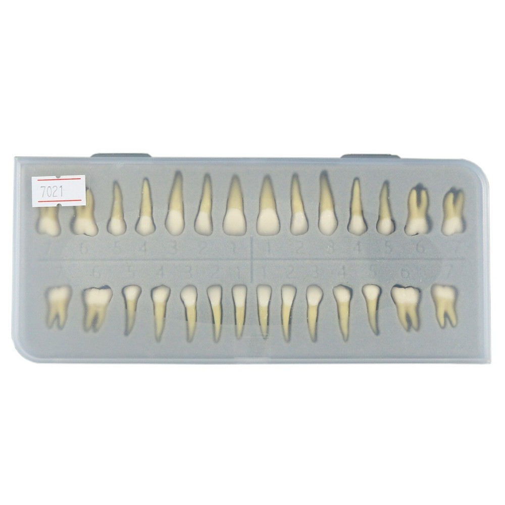 Dental 1:1 Permanent Teeth Demonstration Teach Study Model with 28Pcs Teeth
