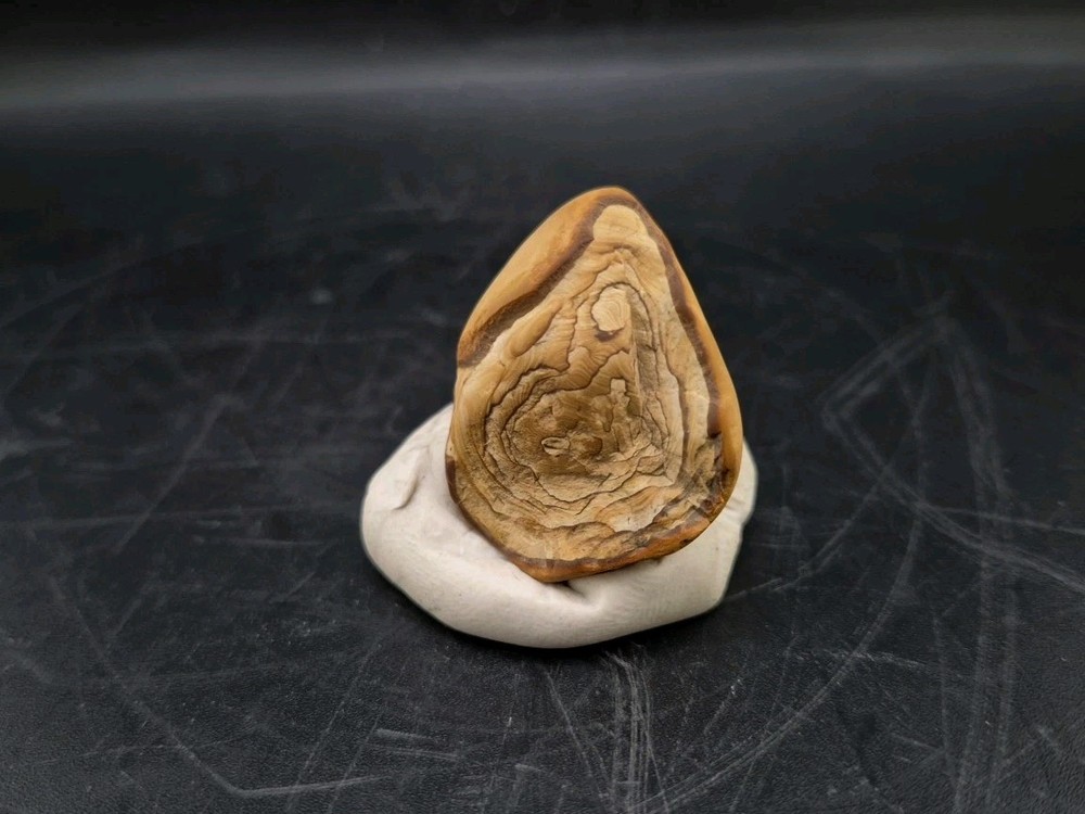 Fossil Seed Pod Pennsylvanian Epoch