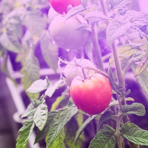 Unedison Tomato DIY Indoor Grow Light Kit - 2 Red & Blue Spectrum Replace