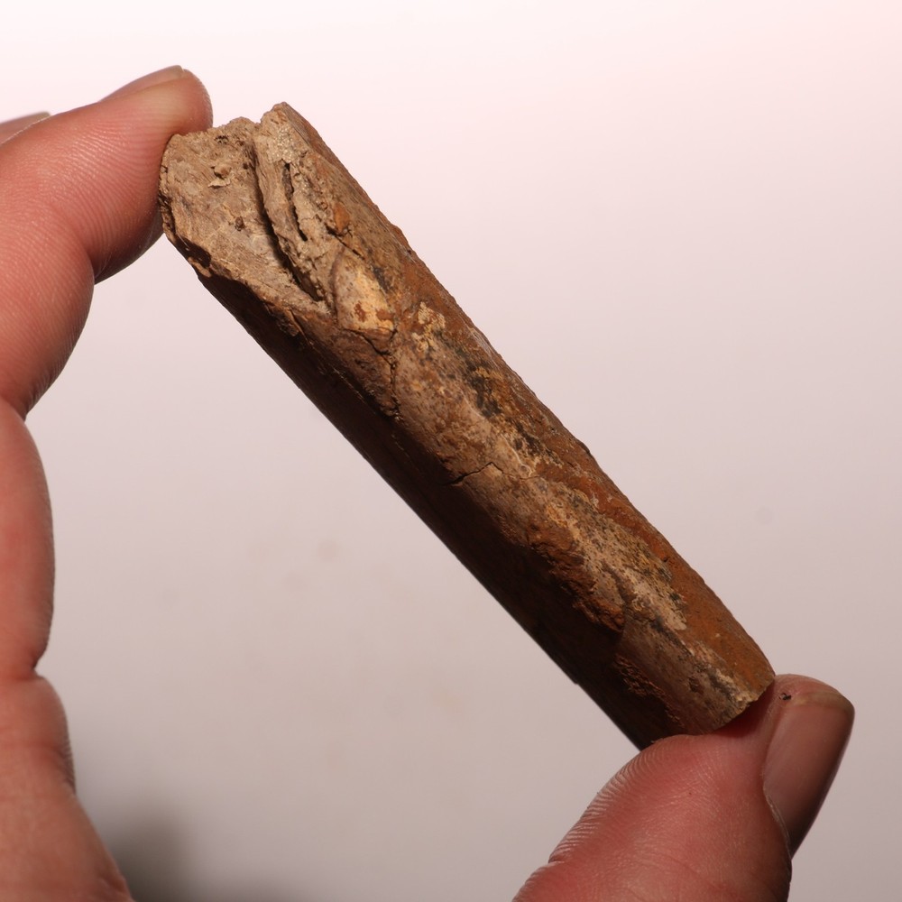 Small Dinosaur Rib Piece - Hell Creek Formation - Authentic Dino Fossil Real!!