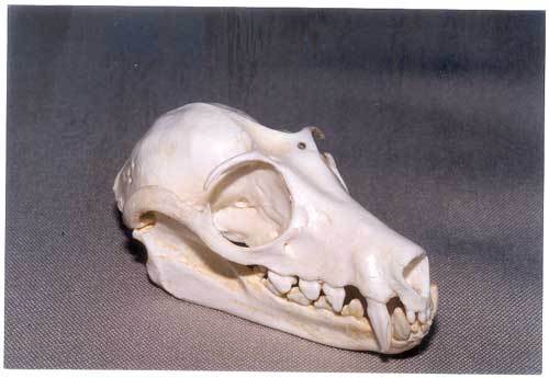 FRUIT BAT  SKULL  REPLICA