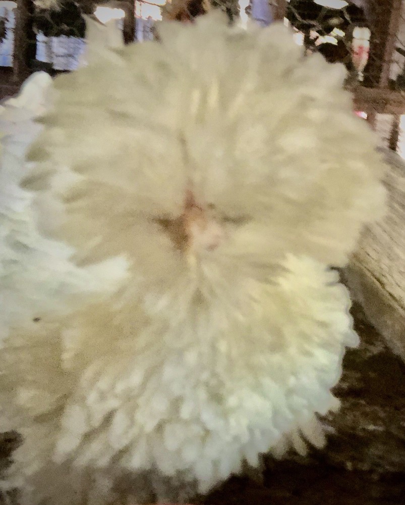 Polish Frizzle Hatching Eggs 15+ NPIP