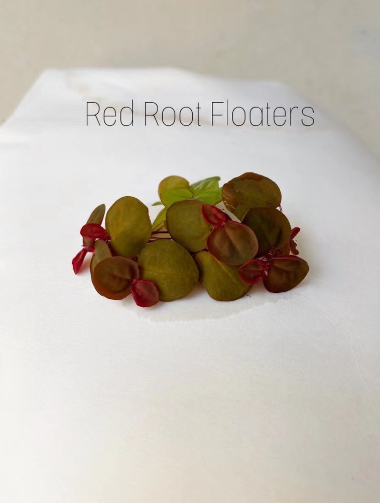 Red Root Floaters (Phyllanthus Fluitans)  - Live Floating Plant