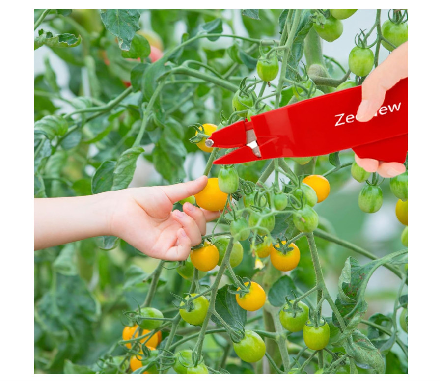 Small Fruit Scissors for Picking, Clamping,Holding Fruit after Cutting Sharp