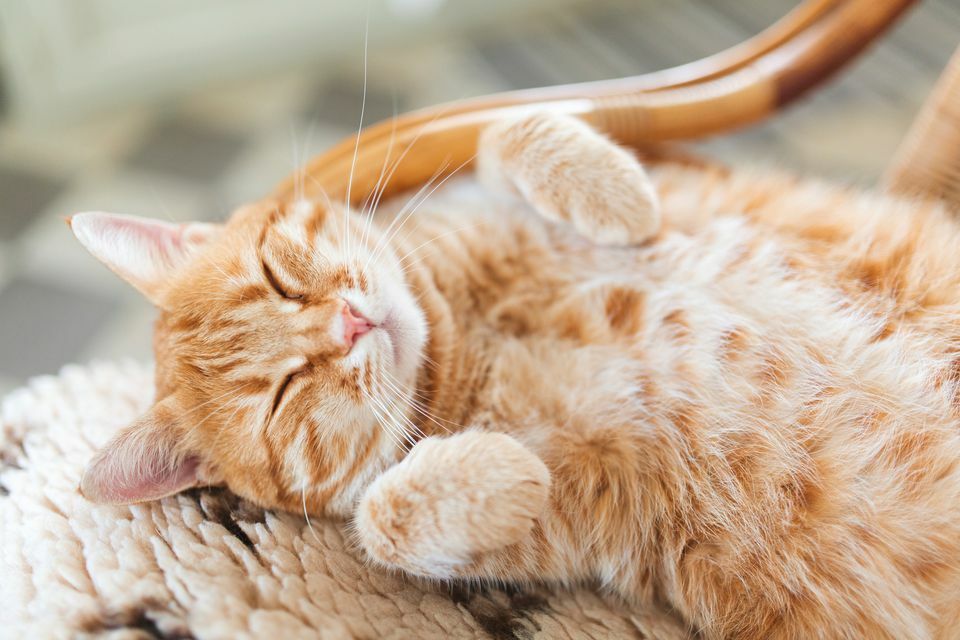 cat immune system support - ULTRA CAT VITAMINS - biotin for cats 2B