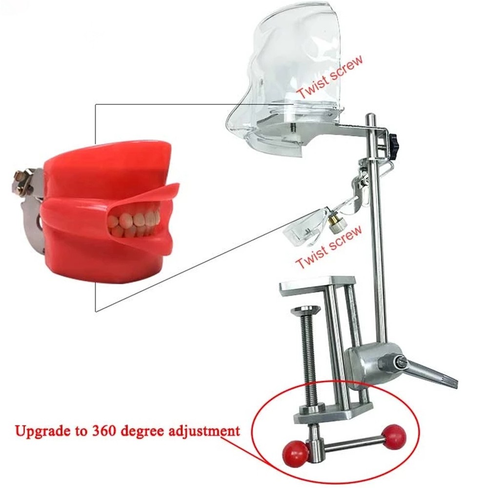 Dental Simulator Manikin Phantom Head Model with 28 Removal Teeth Bench Mount