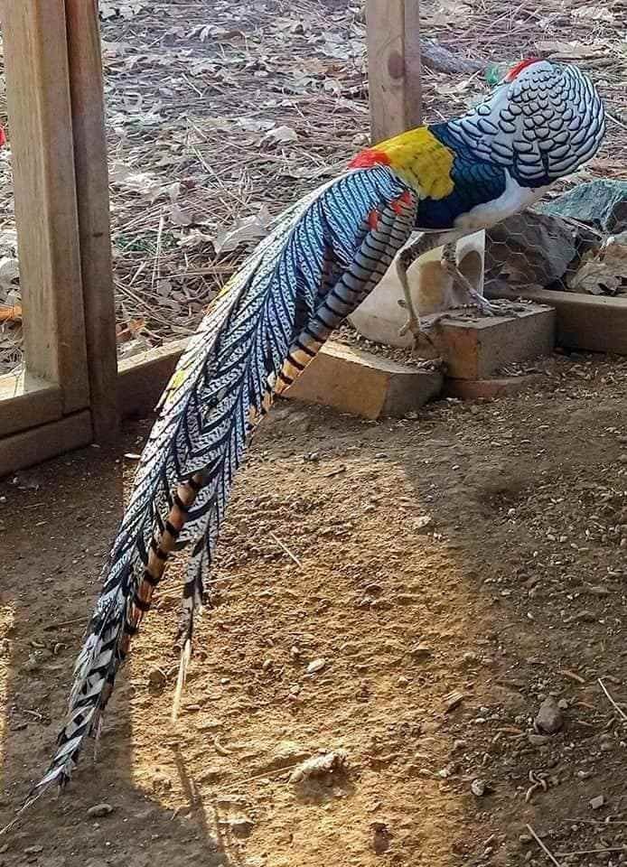 6 Lady Amherst pheasants hatching eggs