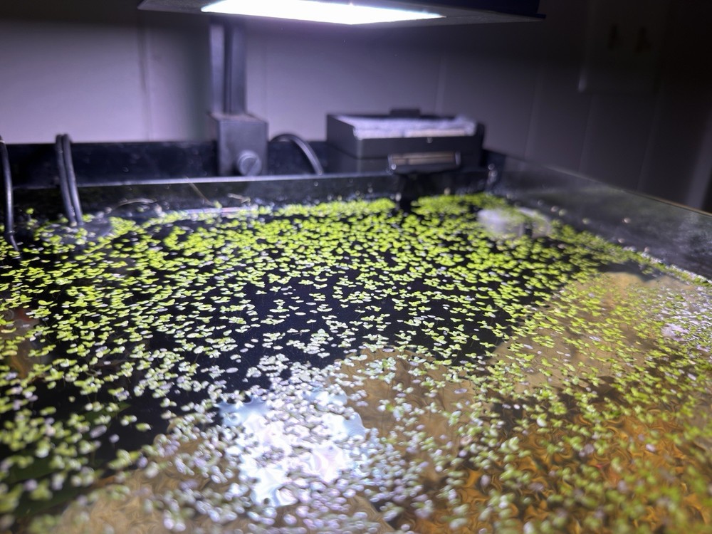 Miniature Duck Weed