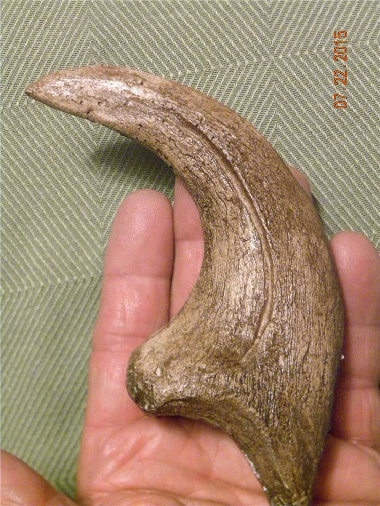HUGE Deinonychus velociraptor claw replica 7" REPLICA