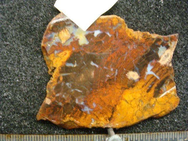 three rivers texas petrified wood slab