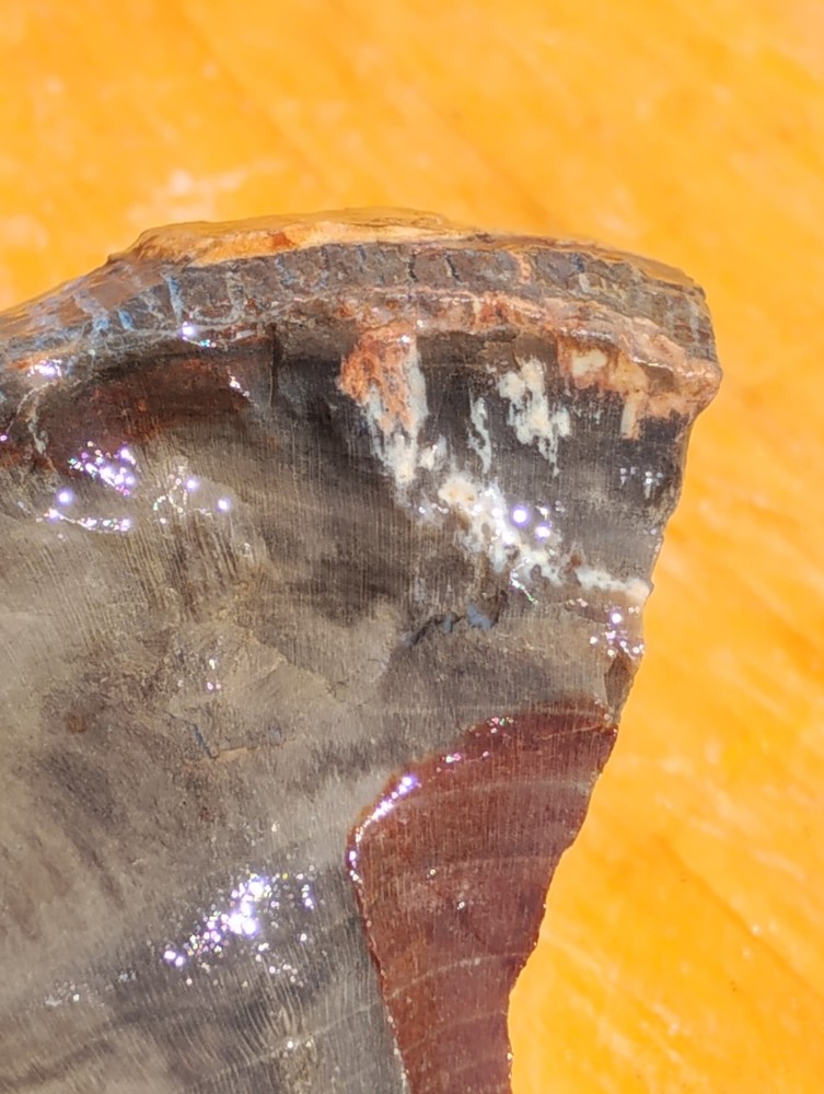 Petrified Wood Cut Once Ready For Display