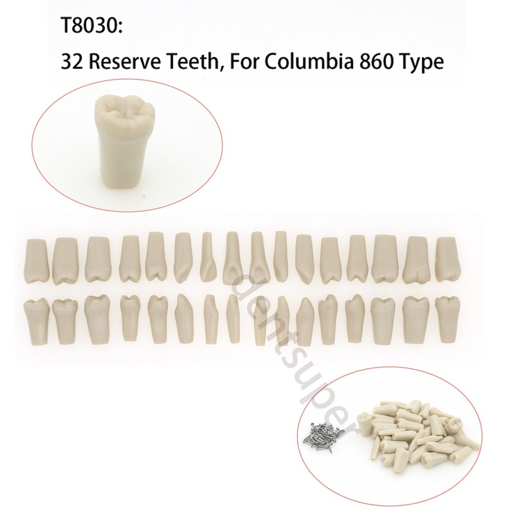 860 Type Dental Tooth Model Columbia Dentoform  With 32pcs Replacement Teeth