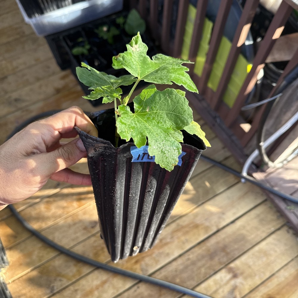 Italian Black young Fig Tree 🌲