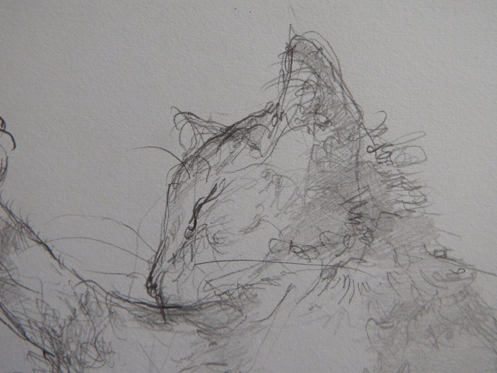 Pencil drawing cat curled sleeping