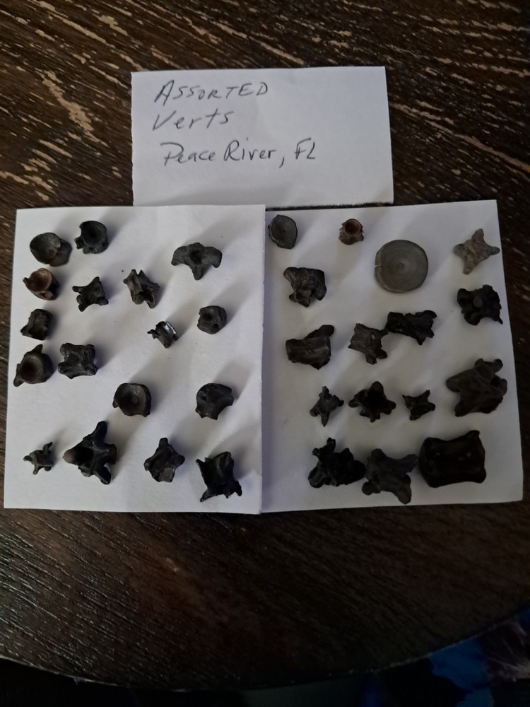 Assorted Bony Fish Vertebrae Fossils Collection Peace River Florida Specimens