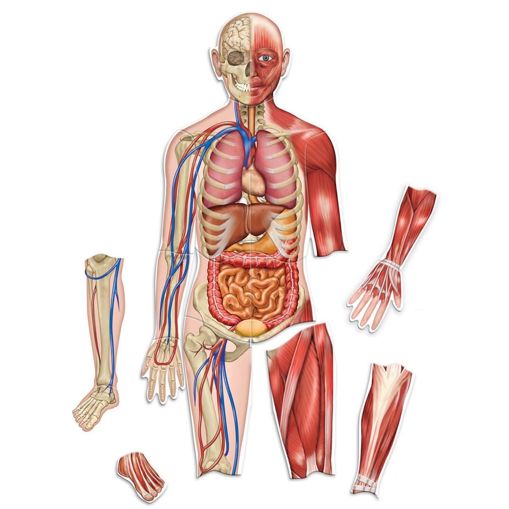 Learning Resources Double-Sided Magnetic Human Body