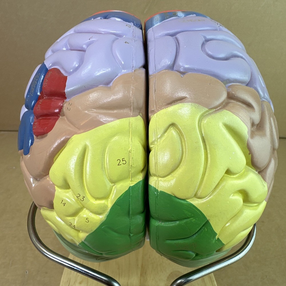 Human Brain Model with Laser-Engraved Numbers and Labeling | Includes Case/Stand
