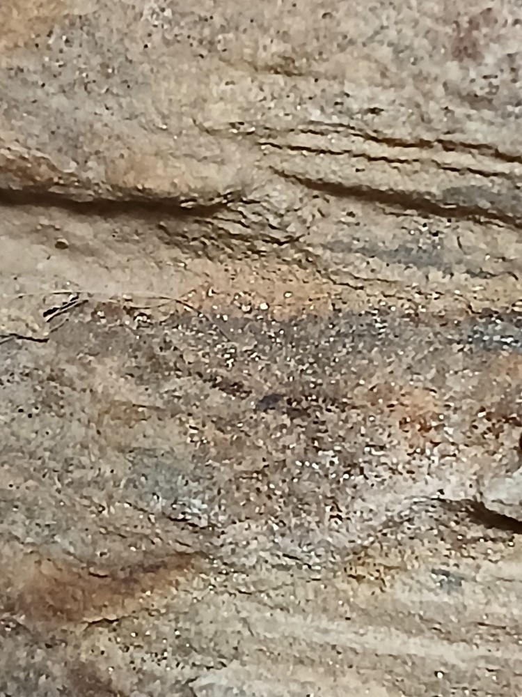 Fossilized, wood that contains gold