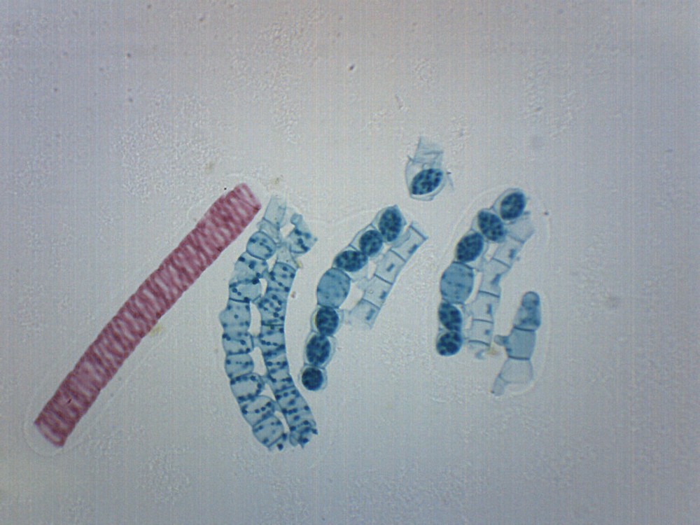Spirogyra Scalariform - Prepared Microscope Slide - 75x25mm - Eisco Labs