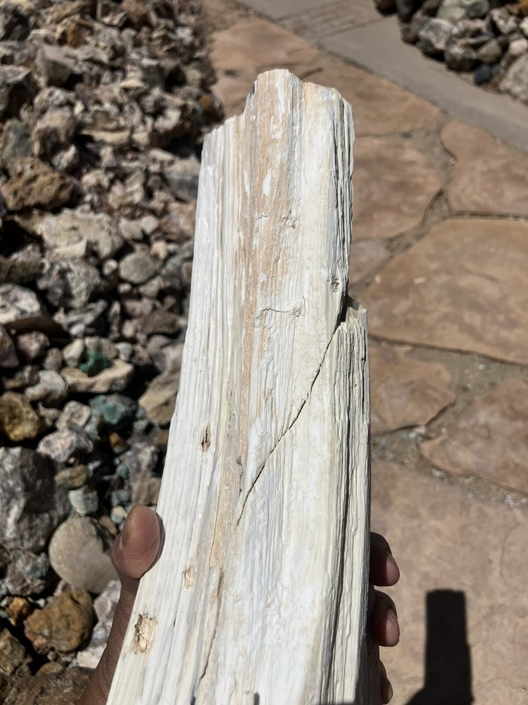 Opalized Petrified Wood Specimen (NM)