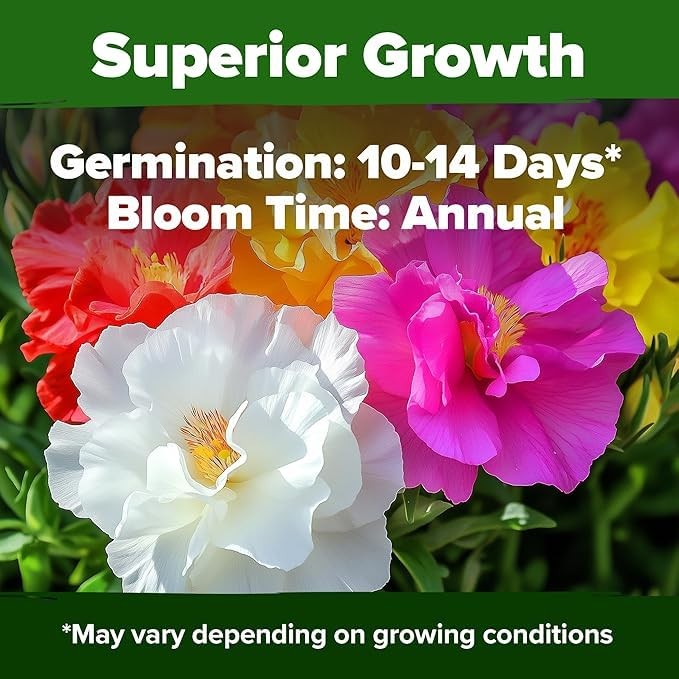 HOME GROWN 47000+ Moss Rose Seeds (Bulk Pack) Annual Flower for 2-Pack, Multi