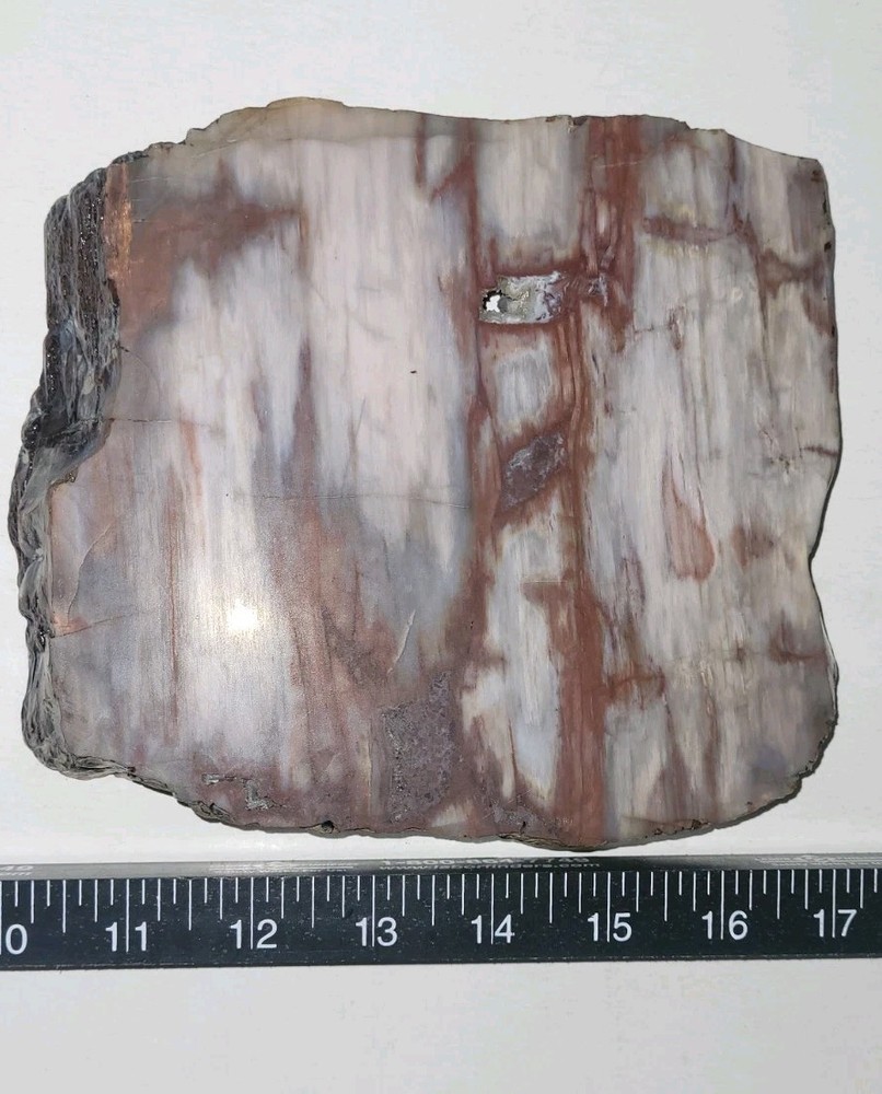Petrified Wood Slab Polished 3lbs. 8oz.