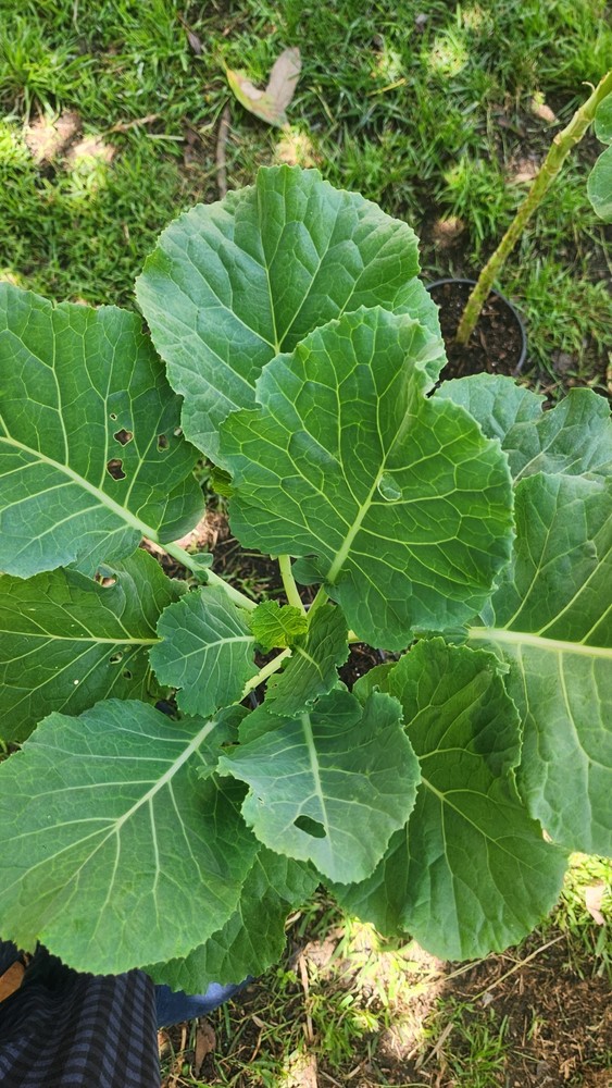 Collard Green Tree 2ea.