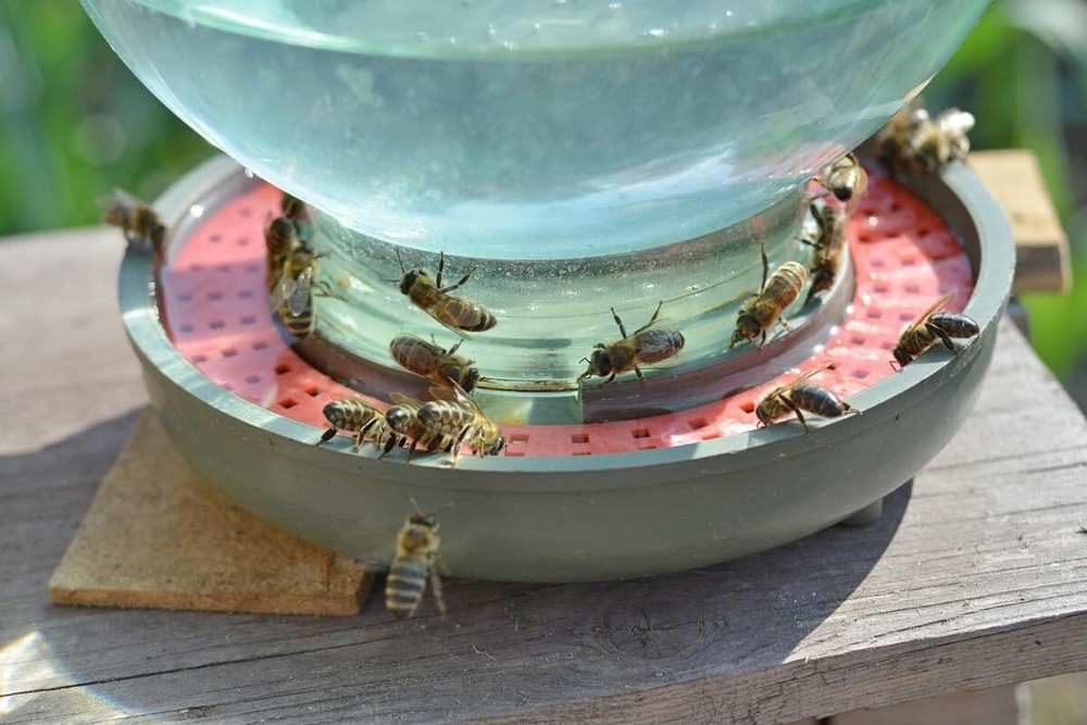 Bee Feeding Bowl with No Clog Design - Hydrate Bees Safely and Efficiently