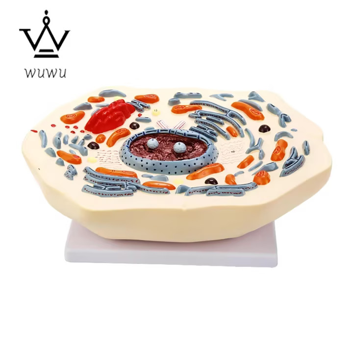 Animal Cell Mitosis Structure Magnify Model Animal Cell Model