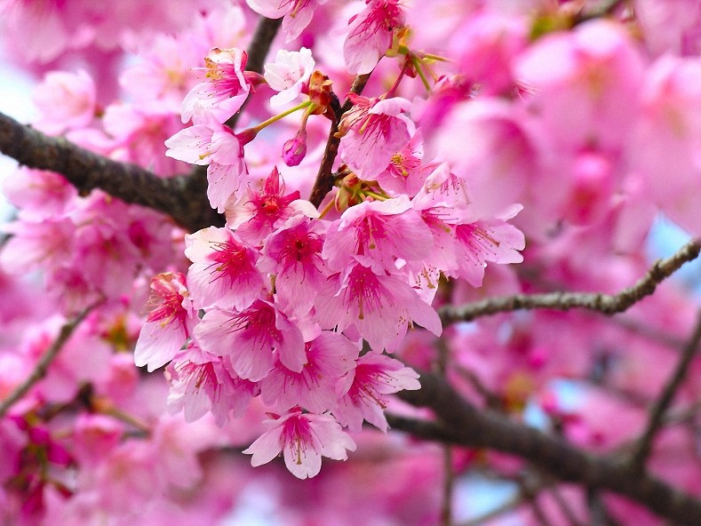 4 oz Candle Scent Oil-CHERRY BLOSSOM
