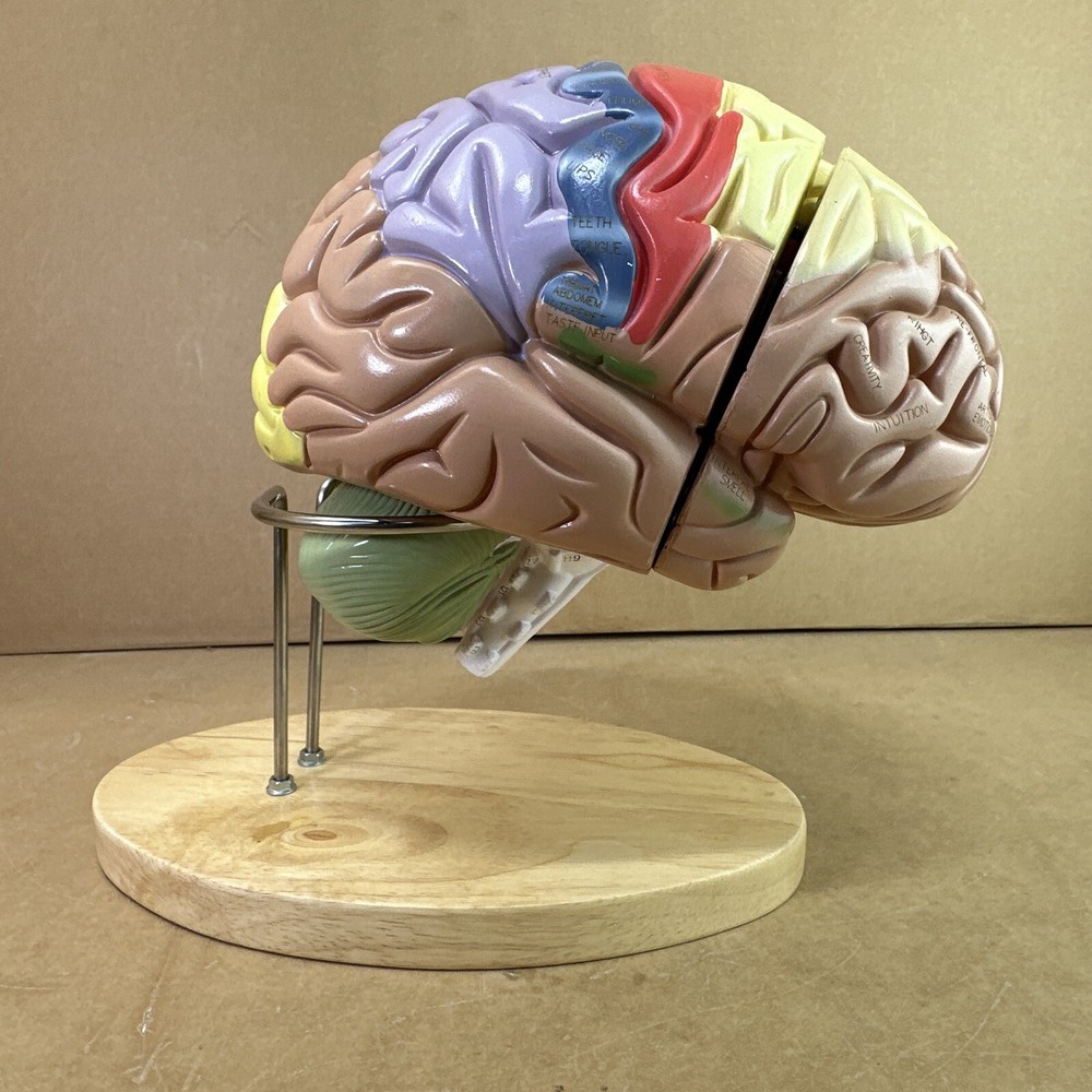 Human Brain Model with Laser-Engraved Numbers and Labeling | Includes Case/Stand