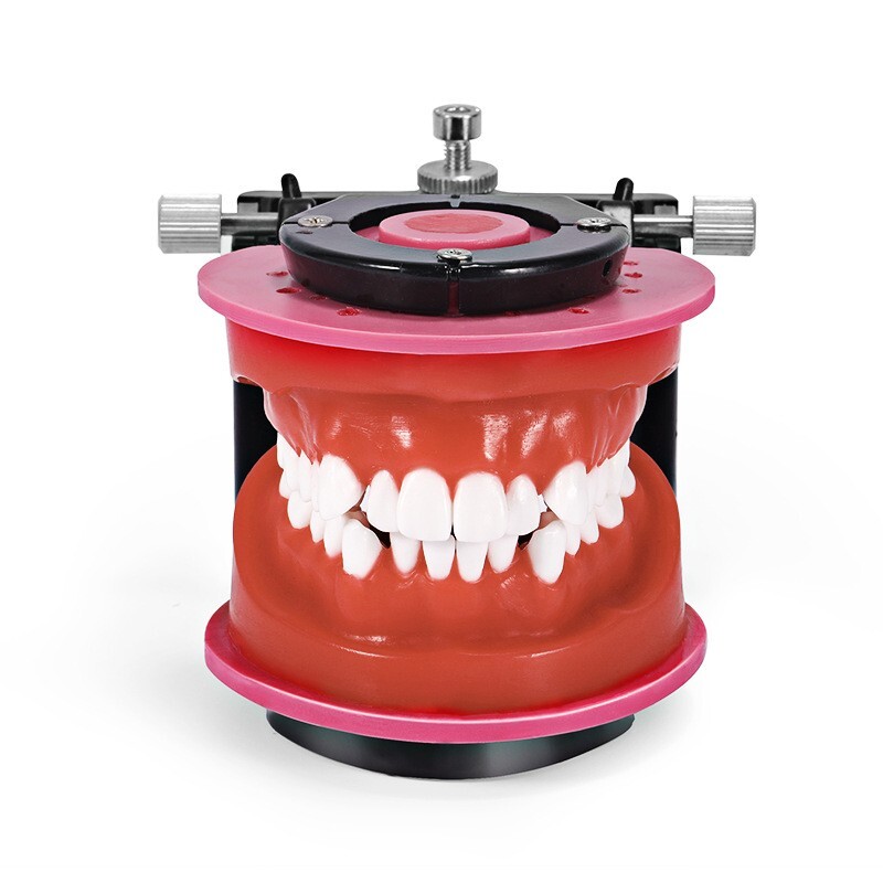 Reusable Dental Typodont Orthodontics Model Wax Teeth Training Practice