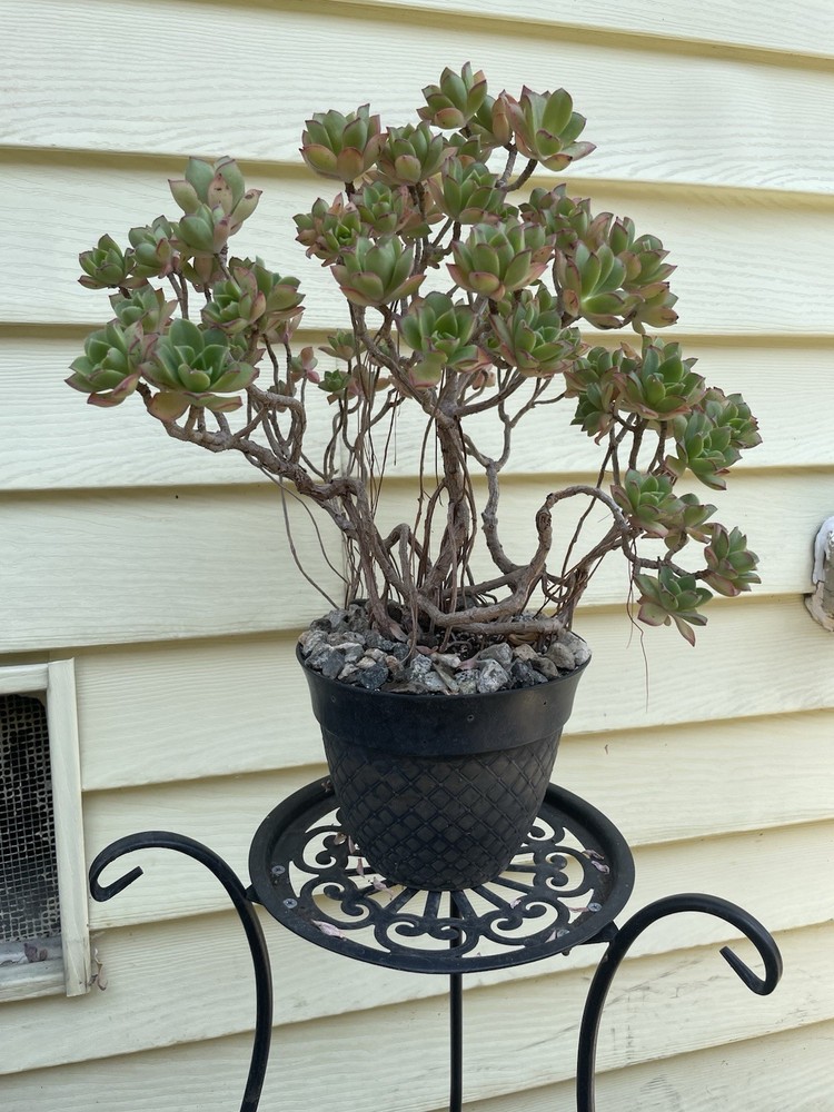 Bonsai Tree Aeonium Haworthia Tree Ship With Bare Rooted